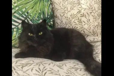 Ailuromania Cat Cafe28823