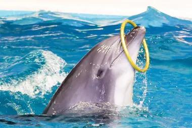 Dolphin & Seal Show31326