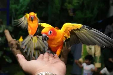 Exotic Bird Show31328