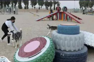 Central Bark Dog Park Akoya33100